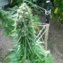 Cannabis seeds Pamir Gold® from Dutch Passion